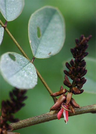 Indigofera arrecta