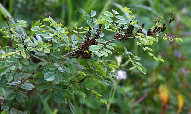 Indigofera arrecta