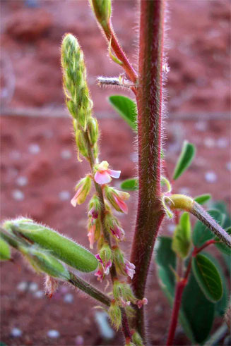 Indigofera astragalina