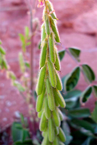 Indigofera astragalina
