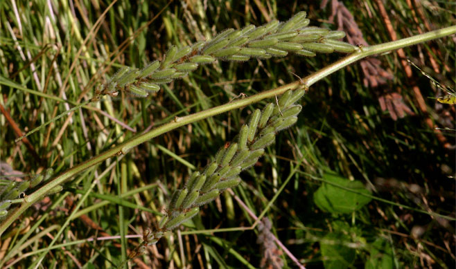 Indigofera astragalina