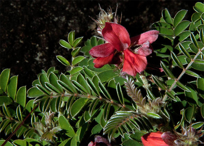 Indigofera cecilii
