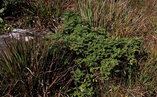Indigofera cecilii