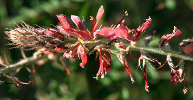 Indigofera cecilii