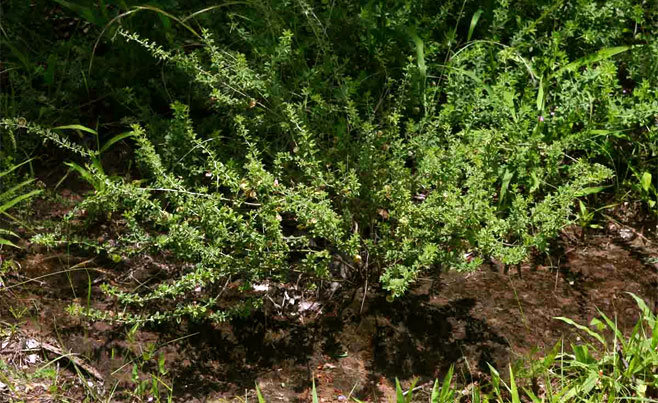 Indigofera circinnata