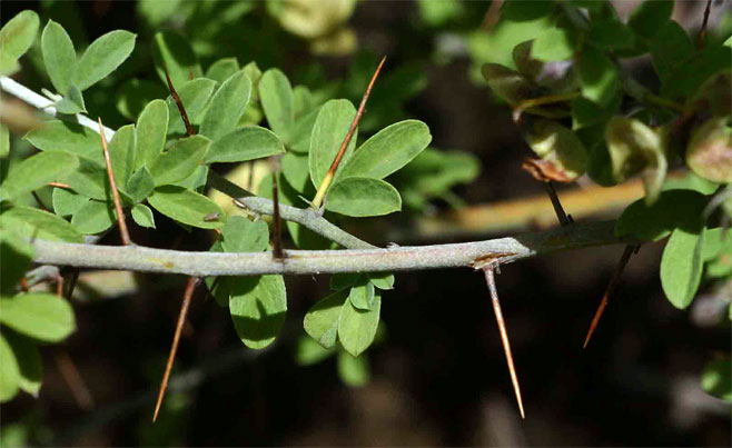 Indigofera circinnata