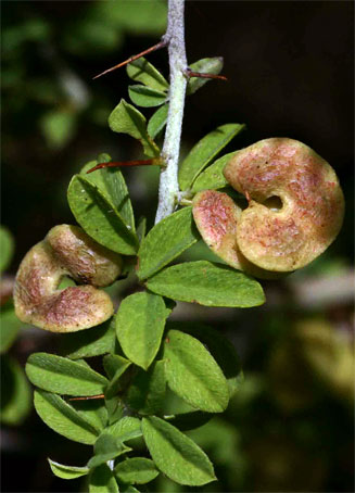 Indigofera circinnata
