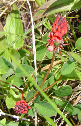 Indigofera dimidiata
