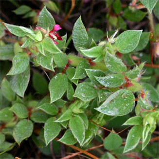 Indigofera eylesiana