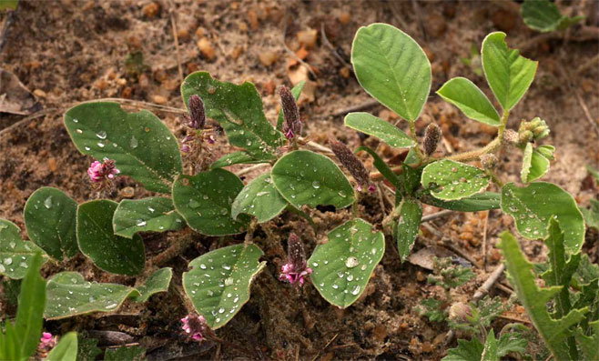 Indigofera flavicans 