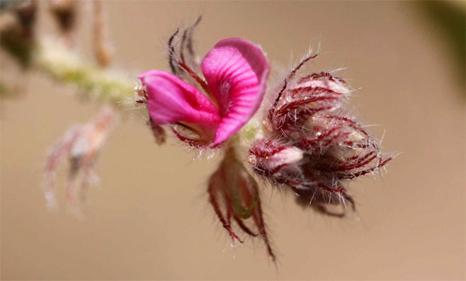 Indigofera flavicans 