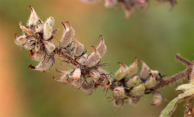 Indigofera flavicans 