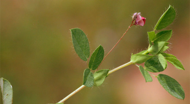 Indigofera gairdnerae