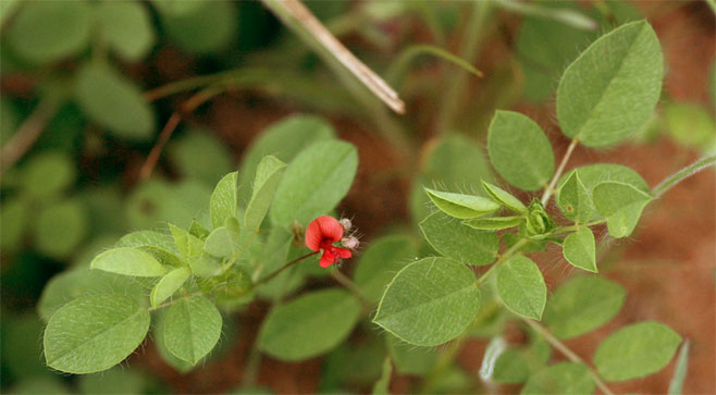 Indigofera gairdnerae