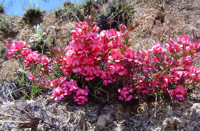 Indigofera hilaris