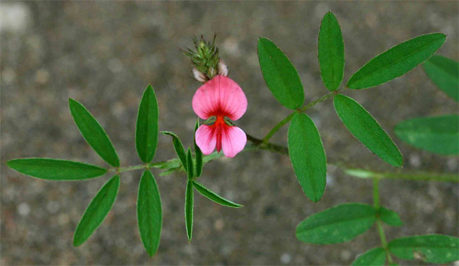 Indigofera holubii