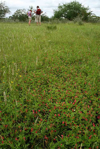 Indigofera holubii