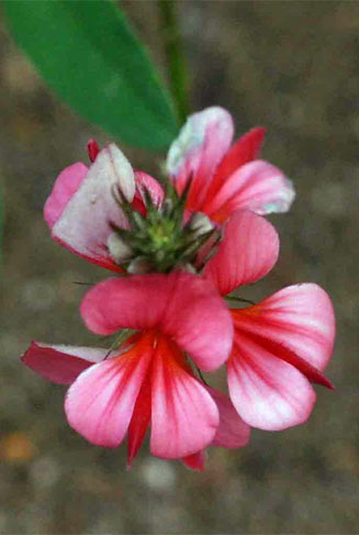 Indigofera holubii