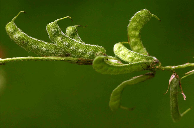 Indigofera holubii