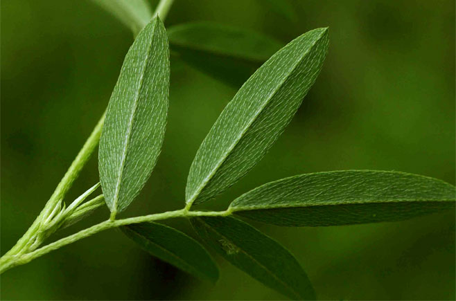 Indigofera holubii