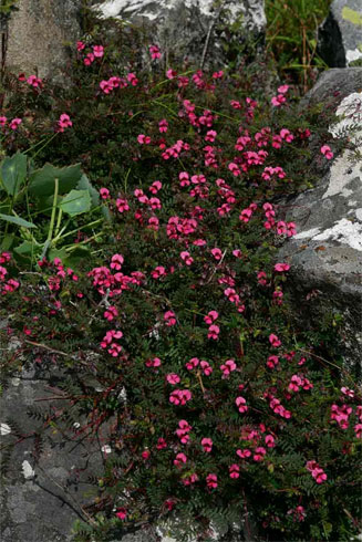 Indigofera longepedicellata