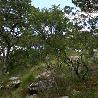 Indigofera lyalli 