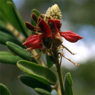 Indigofera lyalli 