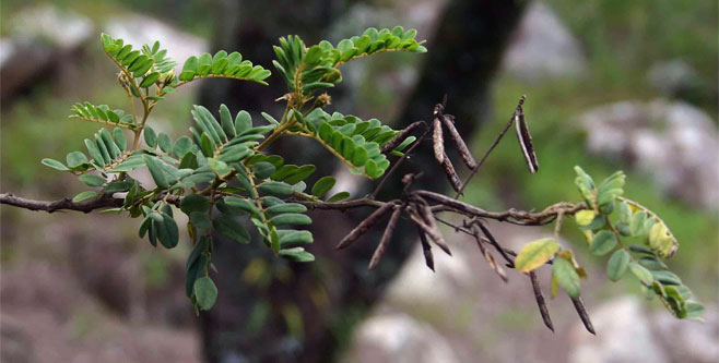Indigofera lyalli 