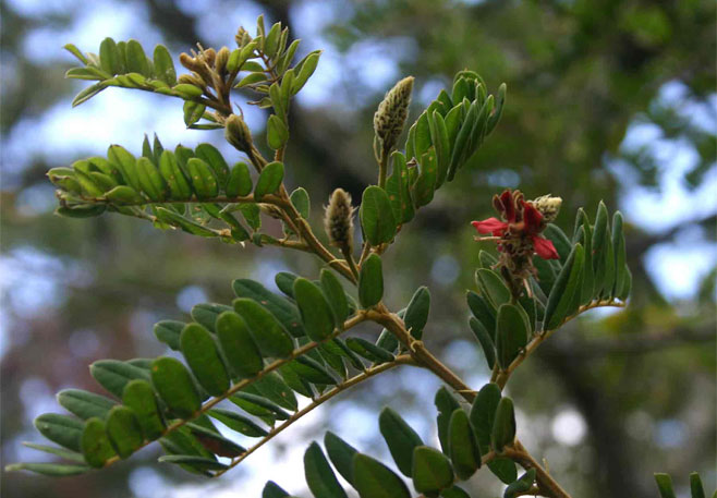 Indigofera lyalli 