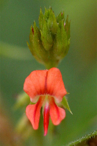 Indigofera nummulariifolia 