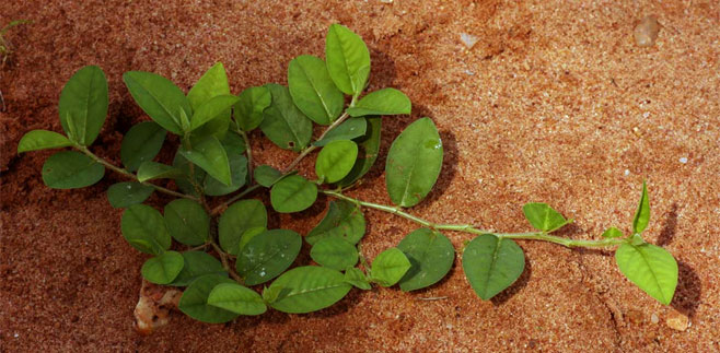 Indigofera nummulariifolia 