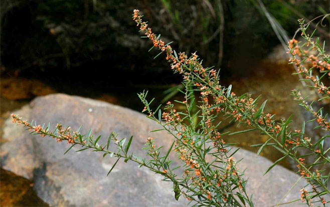 Indigofera paniculata