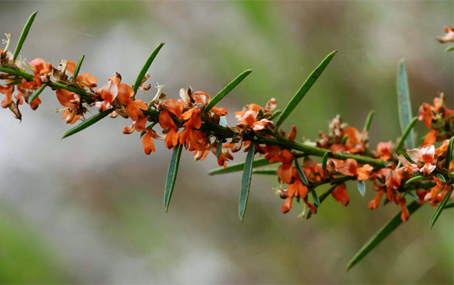 Indigofera paniculata