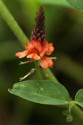 Indigofera praticola 