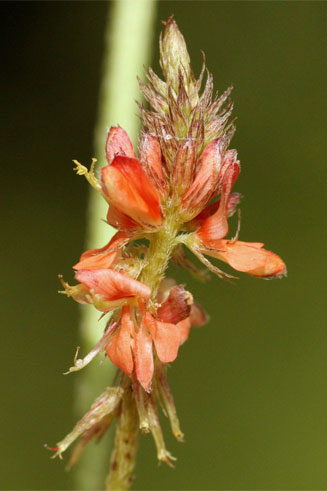 Indigofera praticola 