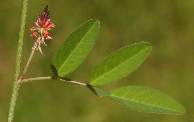 Indigofera praticola 
