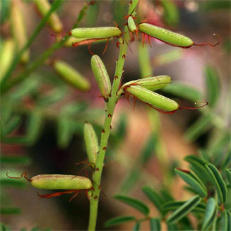 Indigofera serpenticola