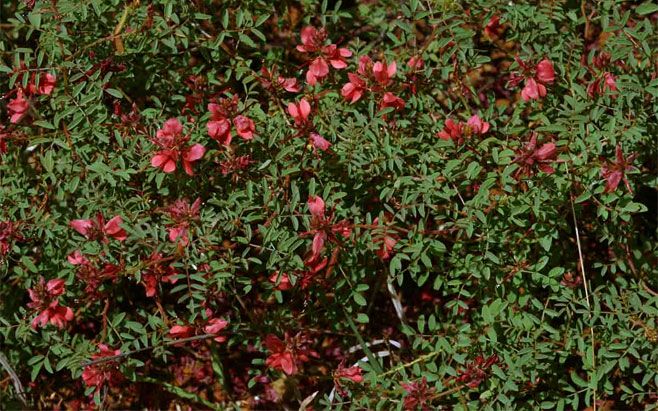 Indigofera serpenticola