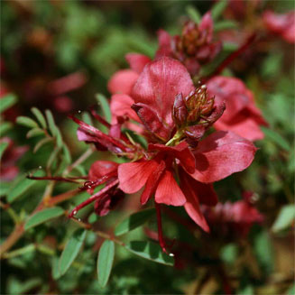 Indigofera serpenticola