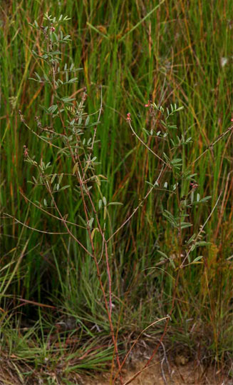 Indigofera setiflora 