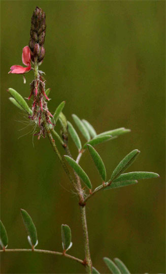 Indigofera setiflora 