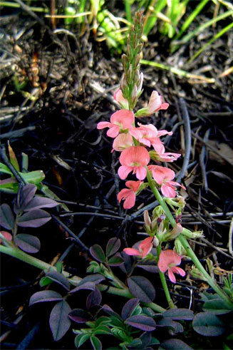 Indigofera spicata