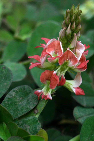 Indigofera spicata