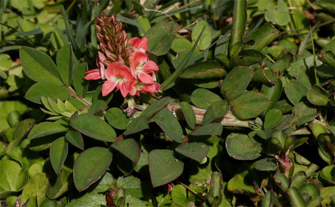 Indigofera spicata