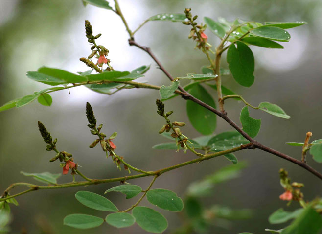 Indigofera subcorymbosa