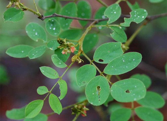 Indigofera subcorymbosa