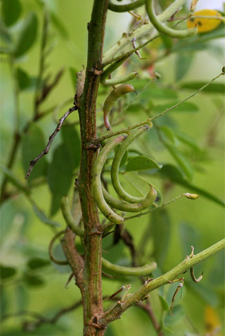 Indigofera tinctoria (Nil-awari, True indigo)