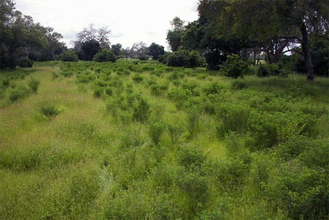 Indigofera tinctoria (Nil-awari, True indigo)