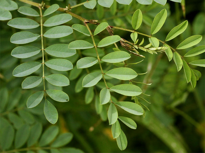 Indigofera tinctoria (Nil-awari, True indigo)