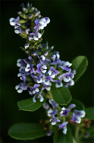 Otholobium foliosum